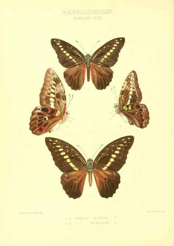 Reproducción/Reproduction 48954556997: Rhopalocera exotica. London :Gurney & Jackson,1887-1902.. 