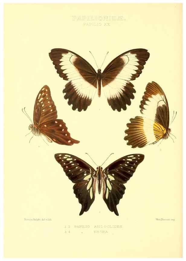Reproducción/Reproduction 48953818578: Rhopalocera exotica. London :Gurney & Jackson,1887-1902.. 