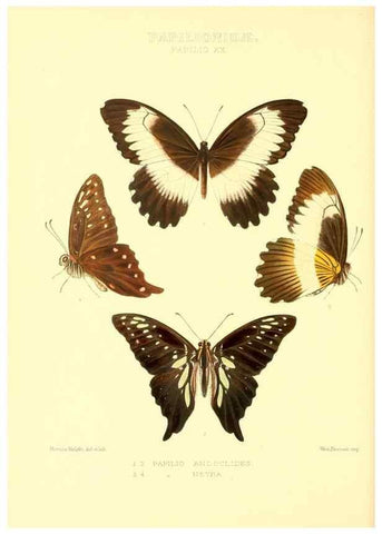 Reproducción/Reproduction 48953818578: Rhopalocera exotica. London :Gurney & Jackson,1887-1902.. 