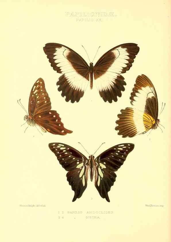 Reproducción/Reproduction 48953818578: Rhopalocera exotica. London :Gurney & Jackson,1887-1902.. 