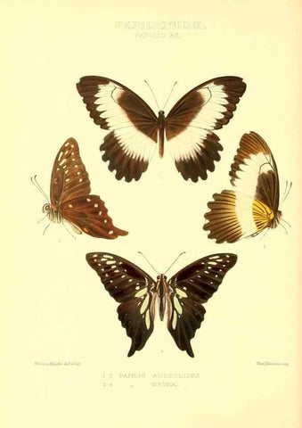 Reproducción/Reproduction 48953818578: Rhopalocera exotica. London :Gurney & Jackson,1887-1902.. 