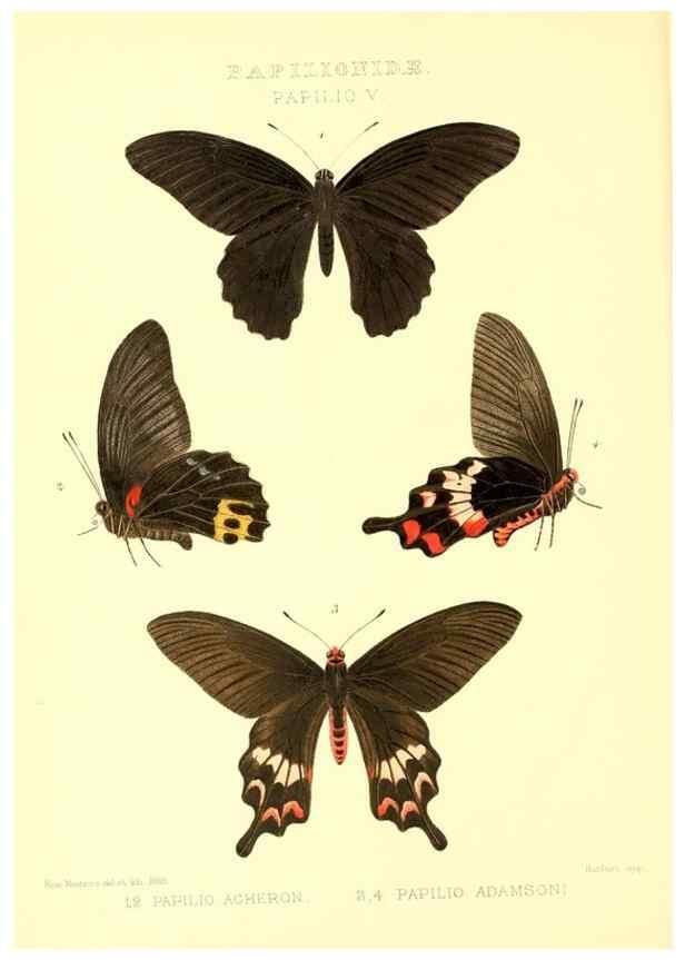 Reproducción/Reproduction 48954552322: Rhopalocera exotica. London :Gurney & Jackson,1887-1902.. 
