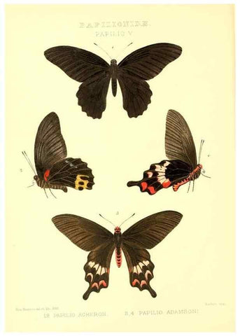 Reproducción/Reproduction 48954552322: Rhopalocera exotica. London :Gurney & Jackson,1887-1902.. 