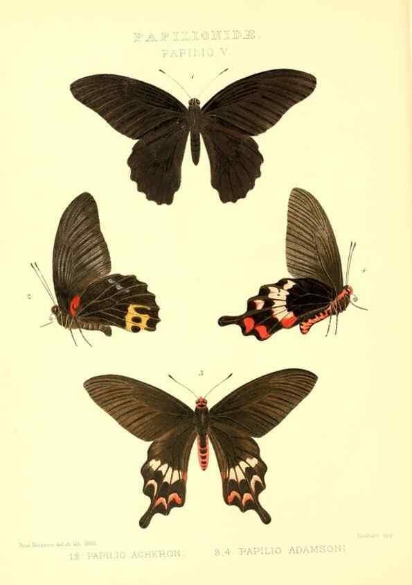 Reproducción/Reproduction 48954552322: Rhopalocera exotica. London :Gurney & Jackson,1887-1902.. 