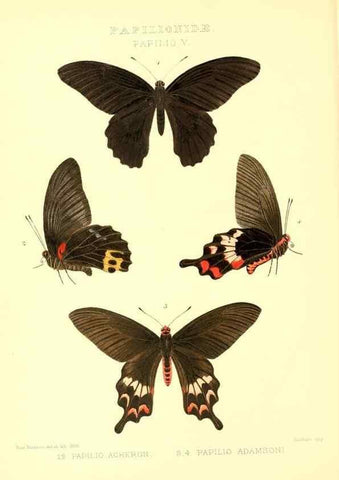 Reproducción/Reproduction 48954552322: Rhopalocera exotica. London :Gurney & Jackson,1887-1902.. 