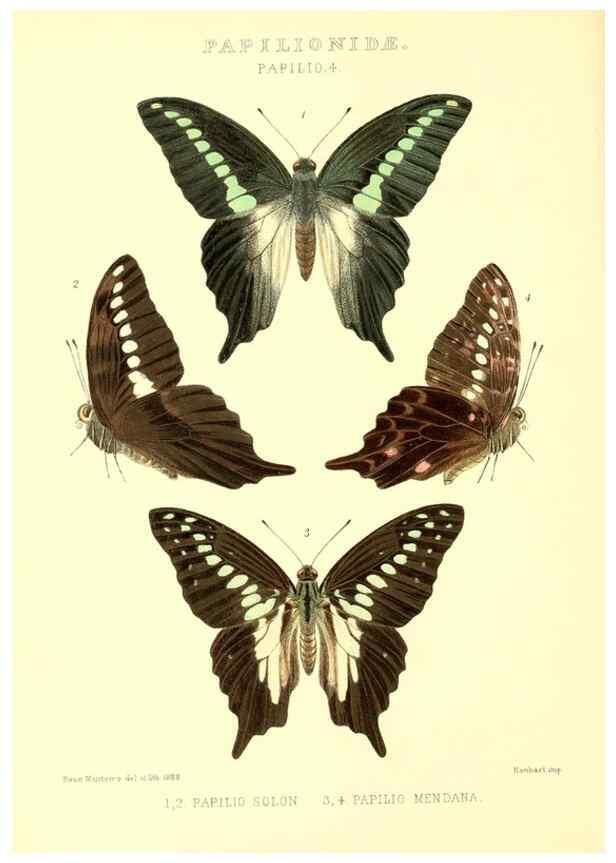 Reproducción/Reproduction 48954552047: Rhopalocera exotica. London :Gurney & Jackson,1887-1902.. 