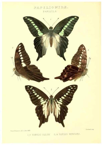 Reproducción/Reproduction 48954552047: Rhopalocera exotica. London :Gurney & Jackson,1887-1902.. 