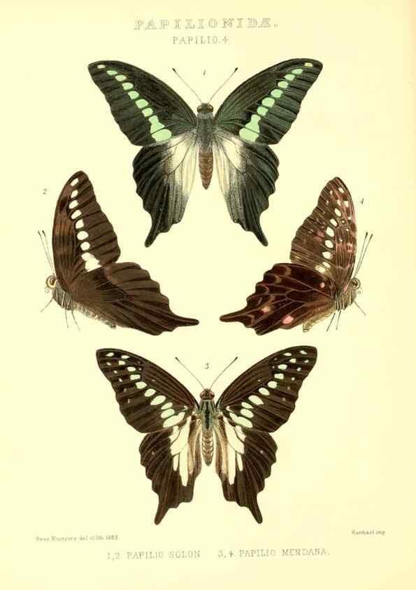 Reproducción/Reproduction 48954552047: Rhopalocera exotica. London :Gurney & Jackson,1887-1902.. 