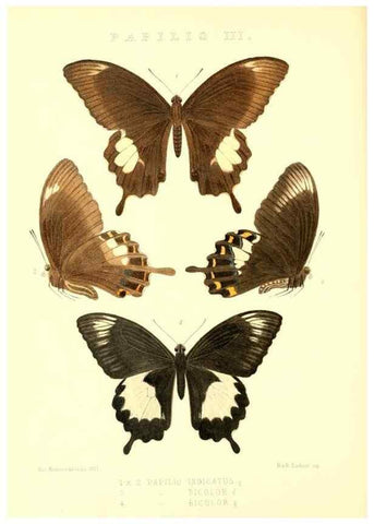 Reproducción/Reproduction 48954551767: Rhopalocera exotica. London :Gurney & Jackson,1887-1902.. 