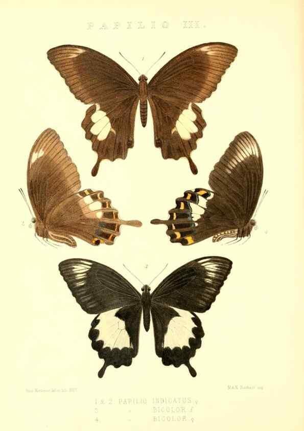 Reproducción/Reproduction 48954551767: Rhopalocera exotica. London :Gurney & Jackson,1887-1902.. 