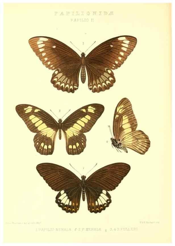 Reproducción/Reproduction 48954551442: Rhopalocera exotica. London :Gurney & Jackson,1887-1902.. 