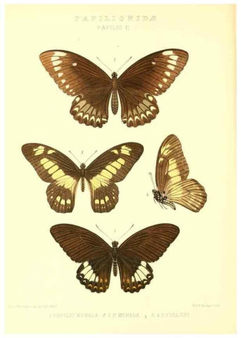 Reproducción/Reproduction 48954551442: Rhopalocera exotica. London :Gurney & Jackson,1887-1902.. 