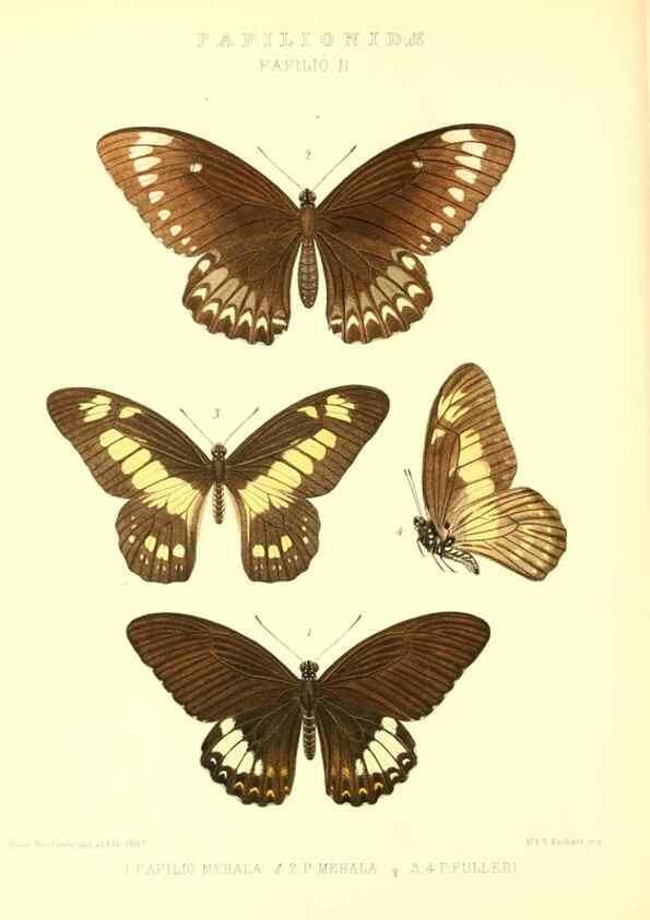 Reproducción/Reproduction 48954551442: Rhopalocera exotica. London :Gurney & Jackson,1887-1902.. 
