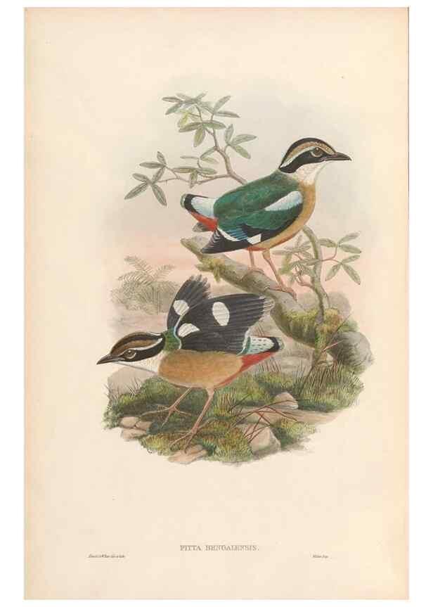 Reproducción/Reproduction 48953739693: Monograph of the Pittidae. London :Published by the author,1880-1881.. 