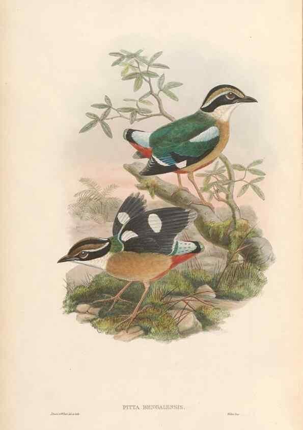 Reproducción/Reproduction 48953739693: Monograph of the Pittidae. London :Published by the author,1880-1881.. 