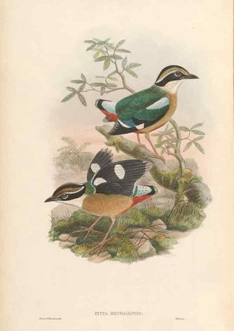 Reproducción/Reproduction 48953739693: Monograph of the Pittidae. London :Published by the author,1880-1881.. 