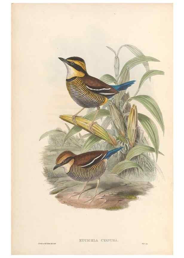 Reproducción/Reproduction 48953740088: Monograph of the Pittidae. London :Published by the author,1880-1881.. 
