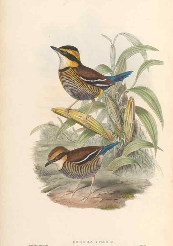 Reproducción/Reproduction 48953740088: Monograph of the Pittidae. London :Published by the author,1880-1881.. 