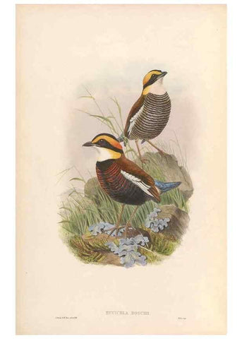 Reproducción/Reproduction 48953740468: Monograph of the Pittidae. London :Published by the author,1880-1881.. 