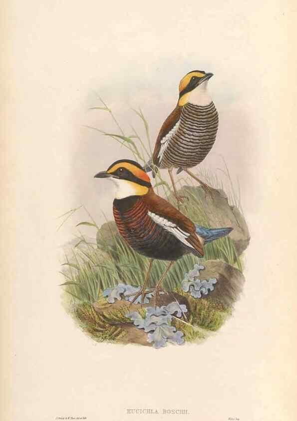 Reproducción/Reproduction 48953740468: Monograph of the Pittidae. London :Published by the author,1880-1881.. 