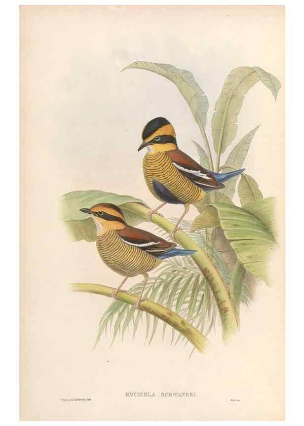 Reproducción/Reproduction 48954478562: Monograph of the Pittidae. London :Published by the author,1880-1881.. 