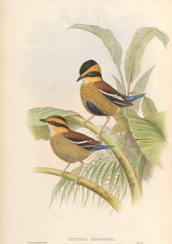 Reproducción/Reproduction 48954478562: Monograph of the Pittidae. London :Published by the author,1880-1881.. 