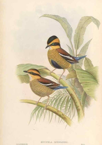 Reproducción/Reproduction 48954478562: Monograph of the Pittidae. London :Published by the author,1880-1881.. 