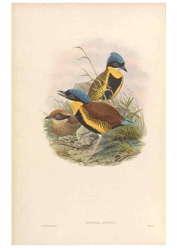 Reproducción/Reproduction 48953741208: Monograph of the Pittidae. London :Published by the author,1880-1881.. 
