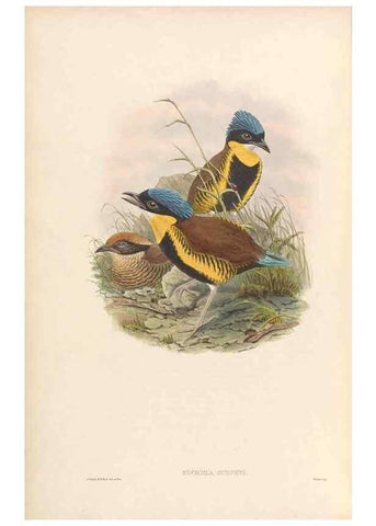 Reproducción/Reproduction 48953741208: Monograph of the Pittidae. London :Published by the author,1880-1881.. 