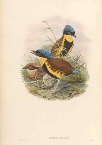 Reproducción/Reproduction 48953741208: Monograph of the Pittidae. London :Published by the author,1880-1881.. 