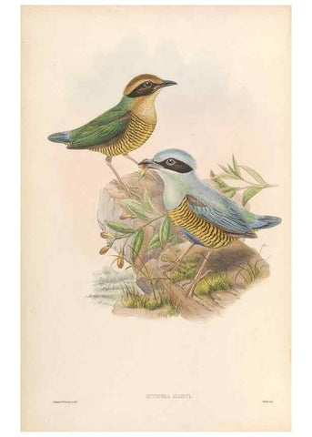 Reproducción/Reproduction 48954479157: Monograph of the Pittidae. London :Published by the author,1880-1881.. 
