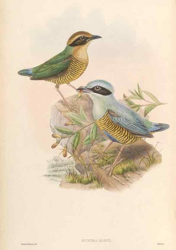 Reproducción/Reproduction 48954479157: Monograph of the Pittidae. London :Published by the author,1880-1881.. 