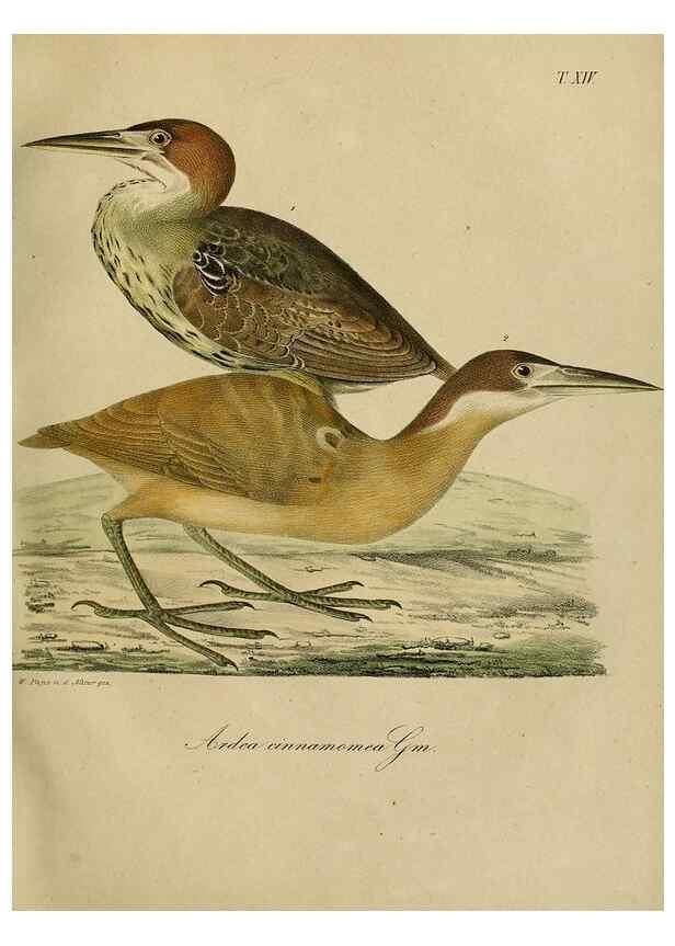 Reproducción/Reproduction 48953650533: Reisen und Forschungen im Amur-Lande in den Jahren 1854-1856 /. St. Petersburg :Commissionäre der K. Akademie der Wissenschaften,1858-1900.. 