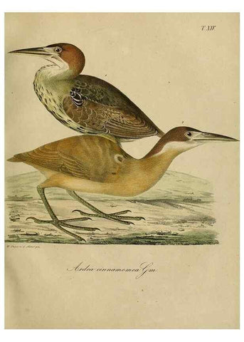 Reproducción/Reproduction 48953650533: Reisen und Forschungen im Amur-Lande in den Jahren 1854-1856 /. St. Petersburg :Commissionäre der K. Akademie der Wissenschaften,1858-1900.. 