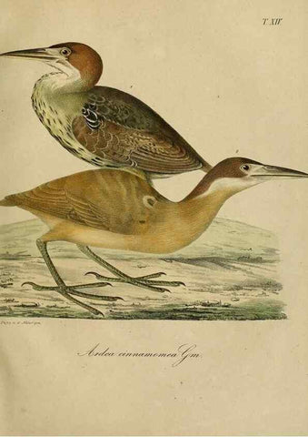 Reproducción/Reproduction 48953650533: Reisen und Forschungen im Amur-Lande in den Jahren 1854-1856 /. St. Petersburg :Commissionäre der K. Akademie der Wissenschaften,1858-1900.. 