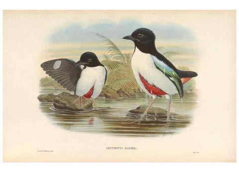 Reproducción/Reproduction 48954290556: Monograph of the Pittidae. London :Published by the author,1880-1881.. 