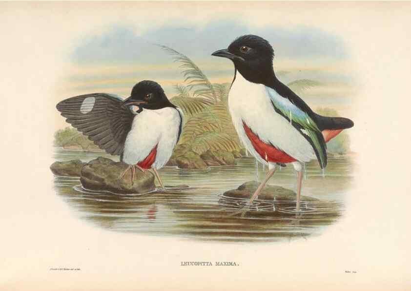 Reproducción/Reproduction 48954290556: Monograph of the Pittidae. London :Published by the author,1880-1881.. 