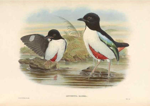 Reproducción/Reproduction 48954290556: Monograph of the Pittidae. London :Published by the author,1880-1881.. 