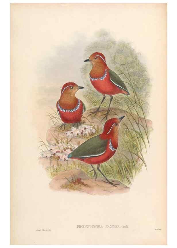 Reproducción/Reproduction 48953742603: Monograph of the Pittidae. London :Published by the author,1880-1881.. 