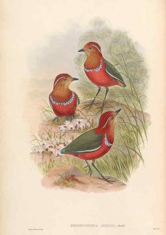 Reproducción/Reproduction 48953742603: Monograph of the Pittidae. London :Published by the author,1880-1881.. 