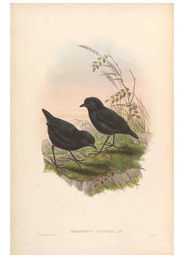 Reproducción/Reproduction 48954480427: Monograph of the Pittidae. London :Published by the author,1880-1881.. 