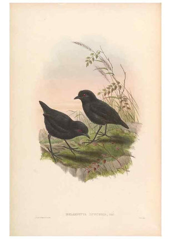 Reproducción/Reproduction 48954480427: Monograph of the Pittidae. London :Published by the author,1880-1881.. 