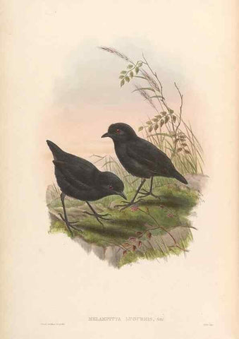 Reproducción/Reproduction 48954480427: Monograph of the Pittidae. London :Published by the author,1880-1881.. 