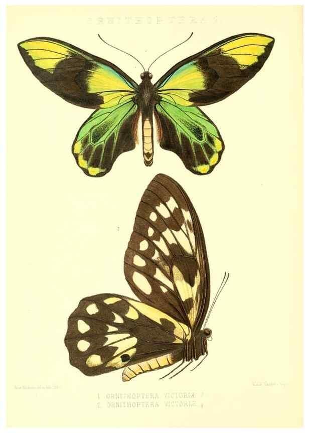 Reproducción/Reproduction 48953810673: Rhopalocera exotica. London :Gurney & Jackson,1887-1902.. 