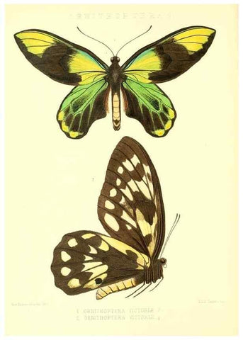 Reproducción/Reproduction 48953810673: Rhopalocera exotica. London :Gurney & Jackson,1887-1902.. 