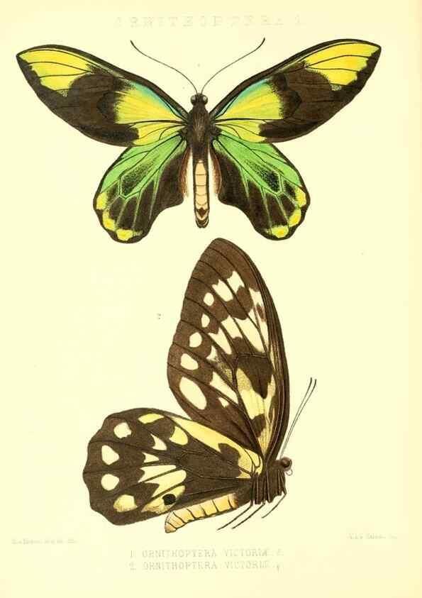 Reproducción/Reproduction 48953810673: Rhopalocera exotica. London :Gurney & Jackson,1887-1902.. 