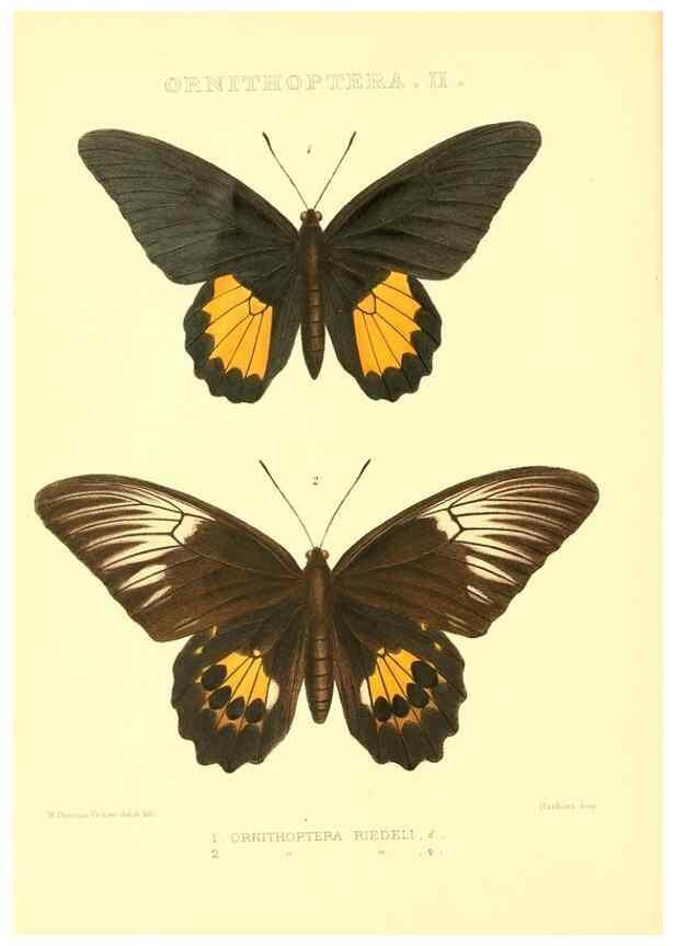 Reproducción/Reproduction 48954361096: Rhopalocera exotica. London :Gurney & Jackson,1887-1902.. 