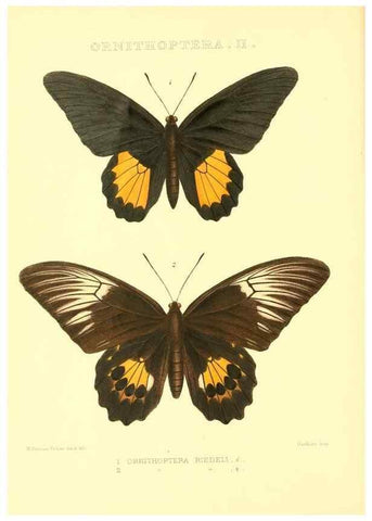 Reproducción/Reproduction 48954361096: Rhopalocera exotica. London :Gurney & Jackson,1887-1902.. 