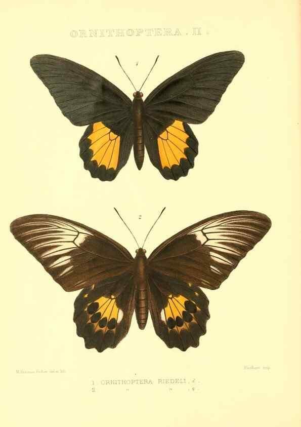 Reproducción/Reproduction 48954361096: Rhopalocera exotica. London :Gurney & Jackson,1887-1902.. 