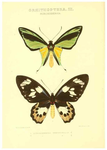 Reproducción/Reproduction 48954361426: Rhopalocera exotica. London :Gurney & Jackson,1887-1902.. 